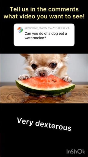 【aigenerated】Dog eating watermelon. #asmr #asmrsounds #fruit #shorts