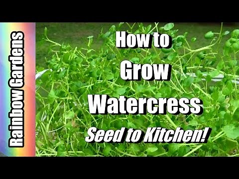 4K How to Grow Superfood Watercress Indoors! Cut -n- Come Again! Seed to Kitchen