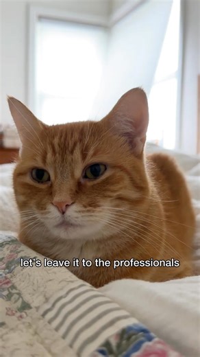 penny’s origin story is revealed cc: 🐱 | Pennythegingercat