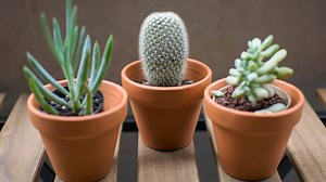 How to Care for Succulents Indoors