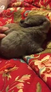 26K views · 760 reactions | The baby bunny loves being pet! | Bunny Besties | Facebook