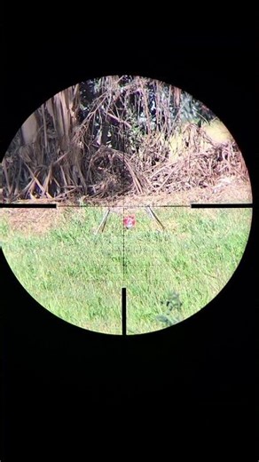 Vortex Diamondback Tactical 4-16x44 FFP #shorts #shortsfeed #hunting #pcp