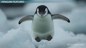 Facts About Penguins for Kids
