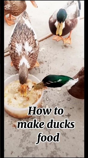 how to make ducks food easy recipe