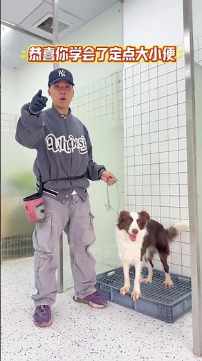 Master This Trick: Say Goodbye to Your Dog's Random Pooping and Peeing