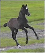 Foal conformation explained - Horse & Hound