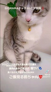 夕方公園帰宅後！BIGMAMAチャチャｯと夕御飯❗ご飯をチェックする鈴ちゃん可愛いでしょ❤️