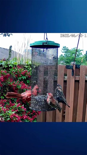 A Cardinal Growling at a Red-winged Blackbird - #shorts