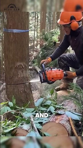 Expert Lumberjack Fells Tree Safely