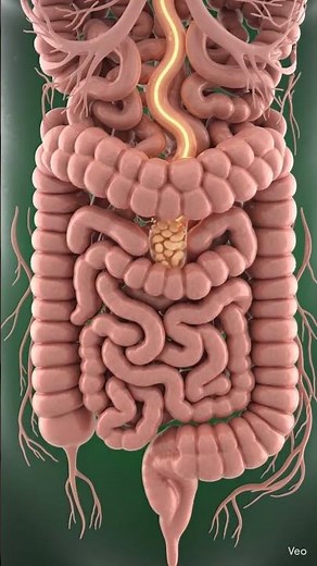 How Your Digestive System Works – 3D #3danimation #eduction #science