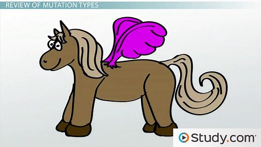 Frameshift Mutations | Types, Examples & Effects