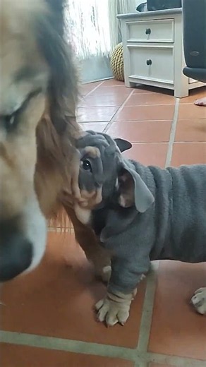 Little baby Teddy with his best buddy!!! #bulldog