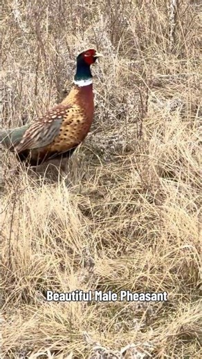 Wild North Dakota never disappoints 🦚