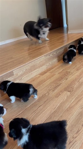 Chase playing with the pups. | Simply loved Corgis