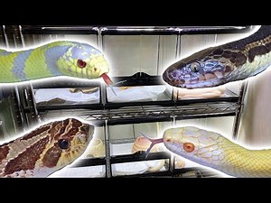 Introduce all 13 types of snakes I have