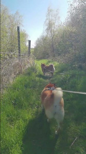 Uninterrupted: The Rhythm of Shiba Inu Paws and Pine #forest #walking #doglife #play