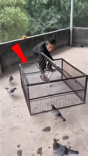 This Bird Trap Works Every Time! 😮 #viral