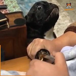 These dogs are So Over-dramatic They deserve OSCAR😂 | Funny Pets