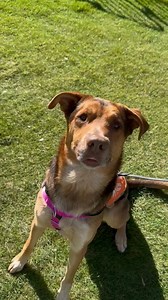 We're offering FREE ADOPTIONS on all dogs 50 pounds or more! Click to see available dogs and adoption locations, including our new, centrally located Papago Park Campus. For big love, adopt a big dog today. | Arizona Humane Society