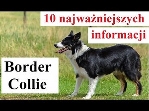 Border Collie - 10 most important facts