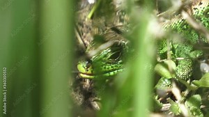 Sand Lizard Close-Up with open mouth playing with its tongue in Slow-Motion.