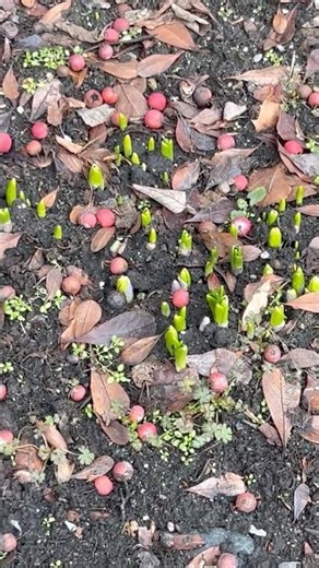 Look daffodils starting to grow 🌱 #gardening #trending