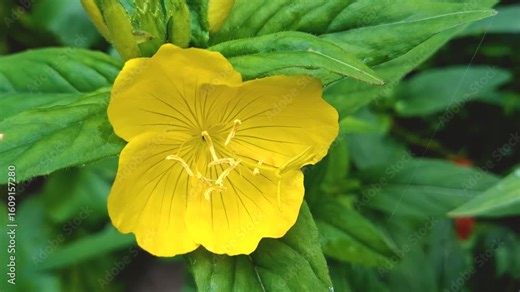 Close-up of a blossoming evening primrose. Bright yellow flowers open, showing off their delicate structure, and the buds sway in the wind. Plant details and insects crawling on petals.