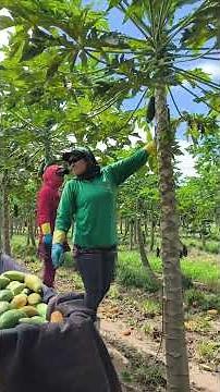 Amazing Papaya Farming Success#mamao
