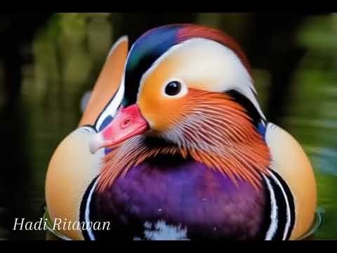 Mandarin Duck: The Most Beautiful and Rare Duck in the World | Stunning Wildlife Facts