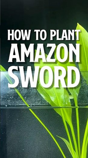 How to Plant Amazon Sword | How Do you plant Amazon sword