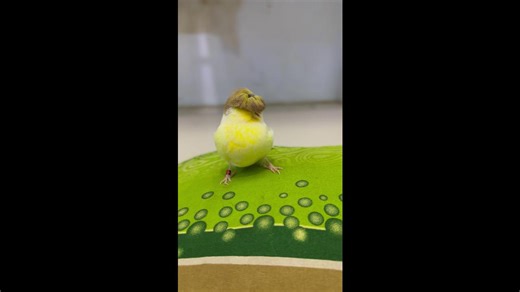 Pet bird has golden mop hair just like DONALD TRUMP