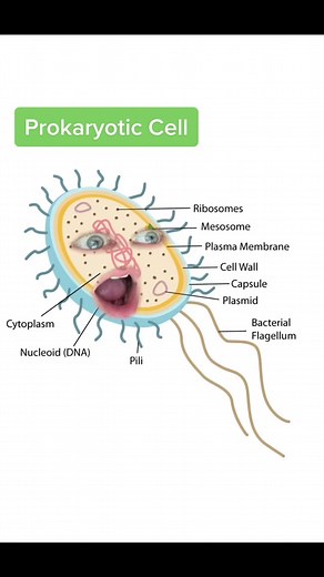 #cells #funny #biology