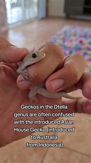 House Gecko Roomie in Outback Australia