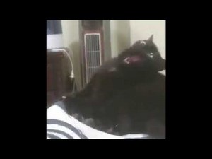 YODA - OH WA WA WA A (meme. cute cat)
