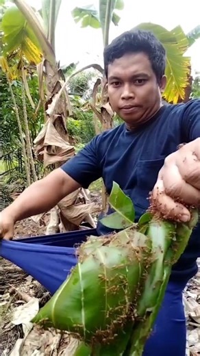 Pawang semut angkrang