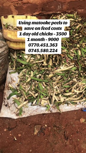 Ways to save on feed costs with local chicken farming. Farm with us and learn with us. #kyosilocalchickenfarm #organicfarming #vaccination #enkokoenganda #enkoko #fyp #foryou #goviral ##kampalatiktok #broodedchicks #eggs #fetilizedeggs #tableeggs #dayoldchicks #poultryfarming #poultryfarmer #poultryfarm #chicks #chicken #organicfarming #organicfarm #localchicken #costsaving #chickenfeed