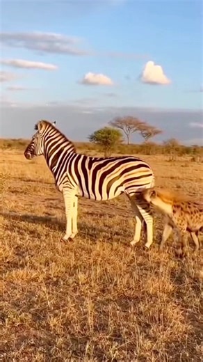 Zebra Kicks Hyena in Sudden Defense!
