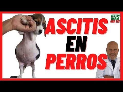 🟢 Ascites in Dogs 🟢 Causes, Symptoms and Treatment 🟢 It is cured with Furosemide