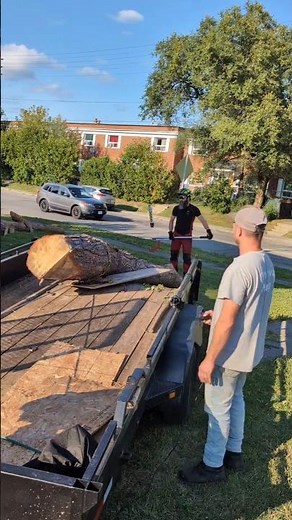 loading big logs with winch on trailer. urban logging! also unloading them...