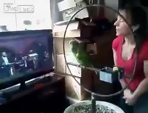 34K views · 310 reactions | Parrot singing along with Pavarotti | Italian comedy | Facebook