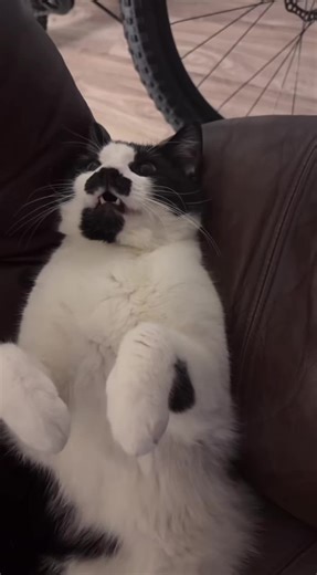 Count Razoo (@count_razzoo)’s videos with original sound - :. M .: