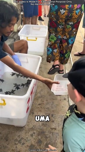 They saved a baby turtle in the most beautiful way ❤️ #shortvideo