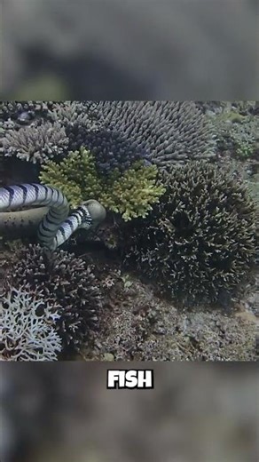 The Snake That Hunts... Other EELS?! 🐍