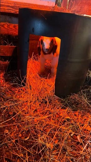 Our heated barrels for baby goats during winter kidding season #goat #baby #heat #barrel #farming