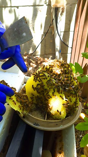 10K views · 120 reactions | Buzzing into action in Sunland-Tujunga! I...