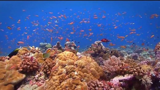 SeaWorld TV Spot, 'Your Visit Makes a Difference'