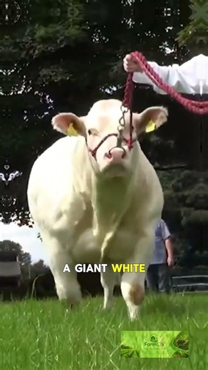 chianina cattle breed #farmeducation #cattle #livestockfarming