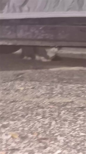 Shiawassee This is one that i've been worried about it.Just seems so scared outside.My friend told me to grab it so i'm gonna try to trap..ugh there are so many that I just want to take inside 😭😭 i mean, I want to take all of them, but there are some that I know have been outside for a while.So I don't worry about them as much.And hope to get to them when I can.But just want to get ones like these inside asap. #cats #cat #catsoftiktok #catoftiktok #catoftheday