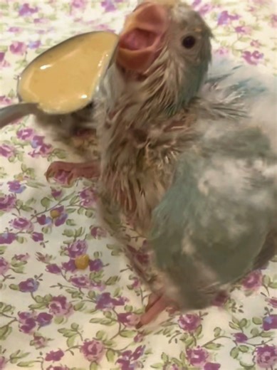 Quick feeding by baby bird.
