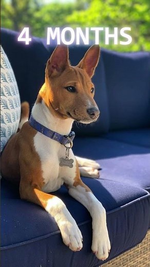 Basenji - From Puppy to Dog Transformation (From 5 Weeks to 1 Year)
